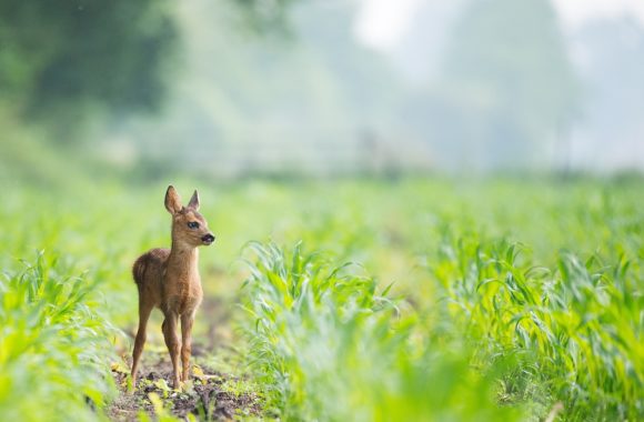 ¿Cuál es el animal más pequeño del mundo?