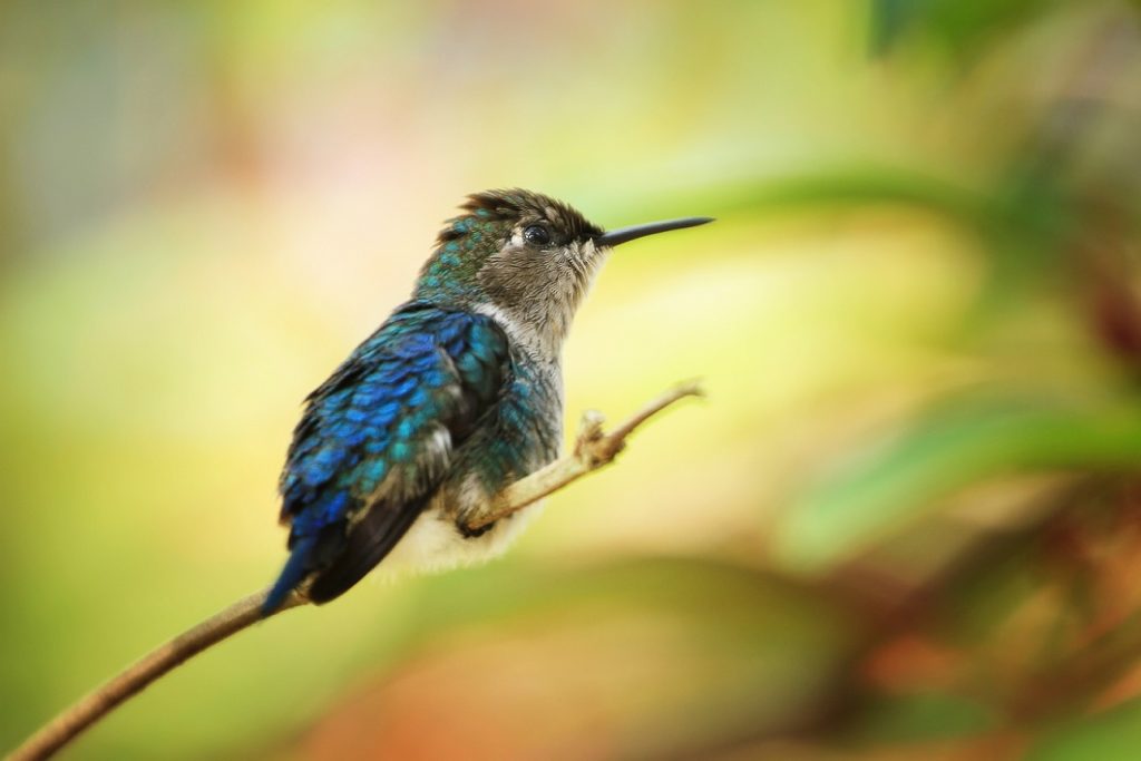 colibri abeja naturaleza